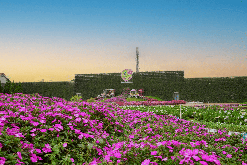 L&agrave;ng hoa Vạn Th&agrave;nh đẹp tựa như những dải lụa hoa tươi thắm (Nguồn: L&agrave;ng hoa Vạn Th&agrave;nh)